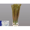 EREMURUS OASE