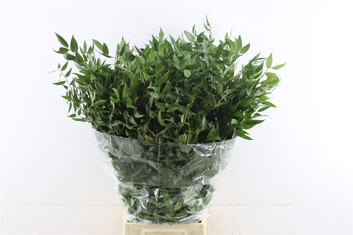 <h4>Ruscus Medium</h4>