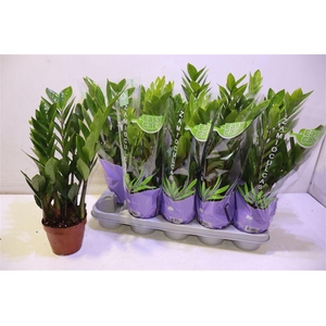 Zamio Zamiifolia