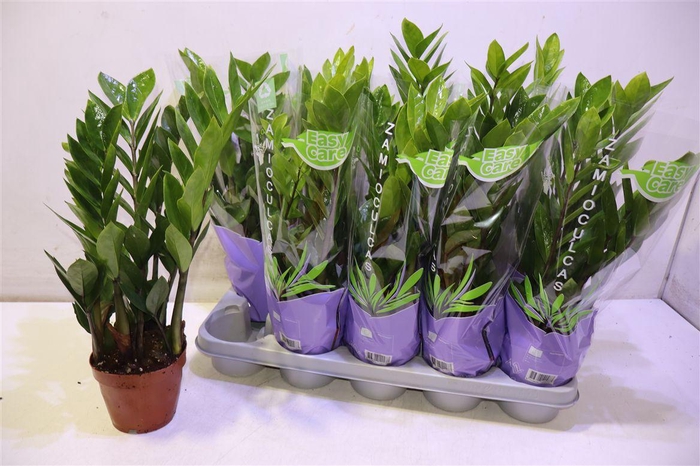 <h4>Zamio Zamiifolia</h4>