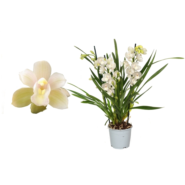 <h4>Cymbidium, Ice Dance 5+ tak</h4>