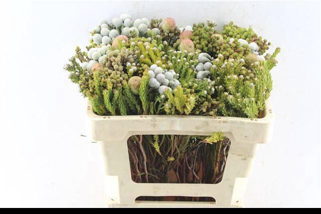 <h4>KAAPS GROE GEM IN BS</h4>