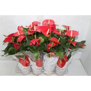 ANTHURIUM FELICITA P15 VERMELHO