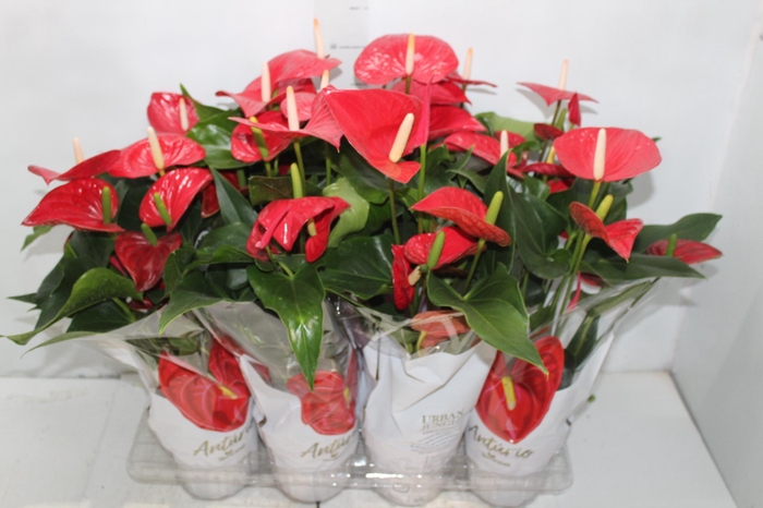<h4>ANTHURIUM FELICITA P15 VERMELHO</h4>