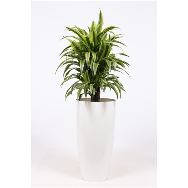 <h4>Dracaena Lemon Lime in Santorini pot "wit"</h4>