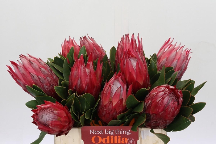 <h4>Protea Cynaroides Madiba</h4>