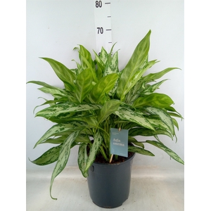 Aglaonema  'Silver Queen Compact'