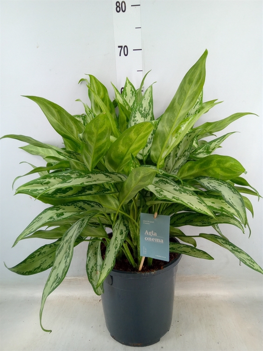 <h4>Aglaonema  'Silver Queen Compact'</h4>