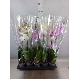 Phalaenopsis   ...mix