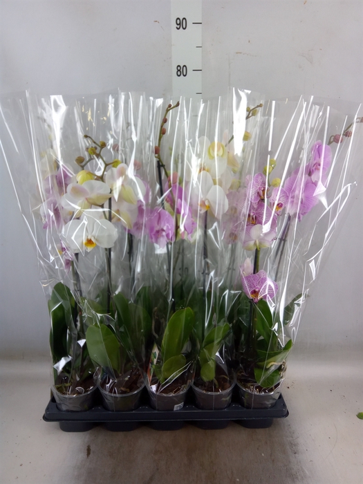 <h4>Phalaenopsis   ...mix</h4>