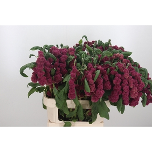 Amaranthus Caudatus Rosary