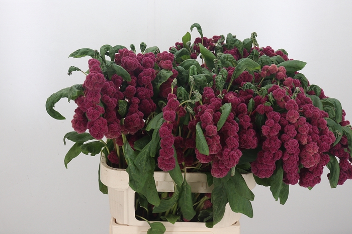 <h4>Amaranthus Caudatus Rosary</h4>