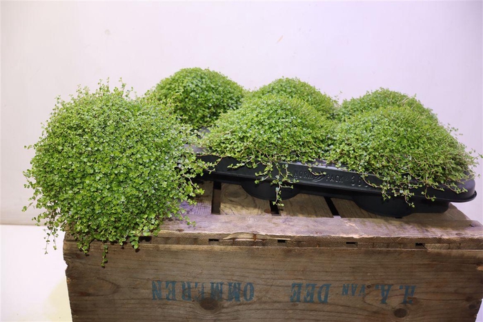 <h4>arr8 Solei Sol Groen</h4>