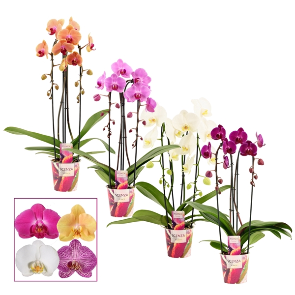 <h4>Phalaenopsis cascade 2 tak mix (Scenza)</h4>