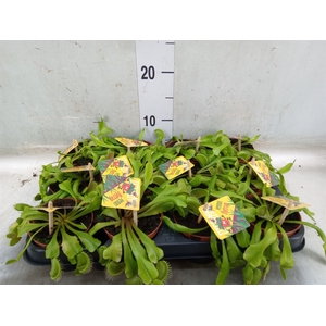 Dionaea muscipula
