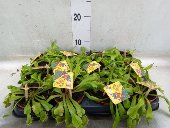 <h4>Dionaea muscipula</h4>