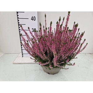 CALLU GA G ROSITA