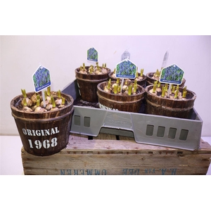 arr8 Arr Muscari In Houten Tobbe