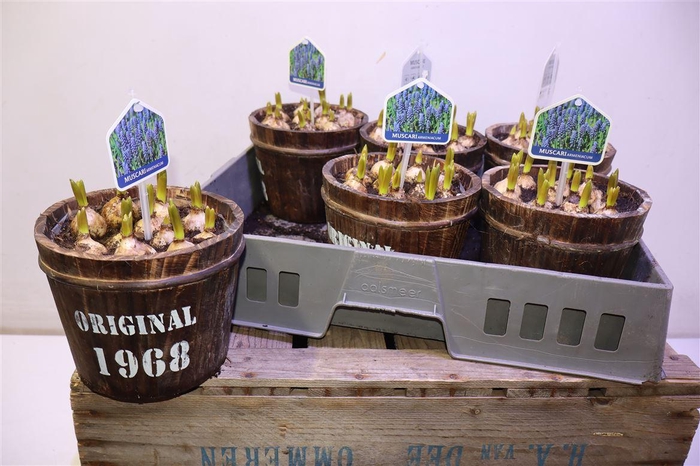 <h4>arr8 Arr Muscari In Houten Tobbe</h4>