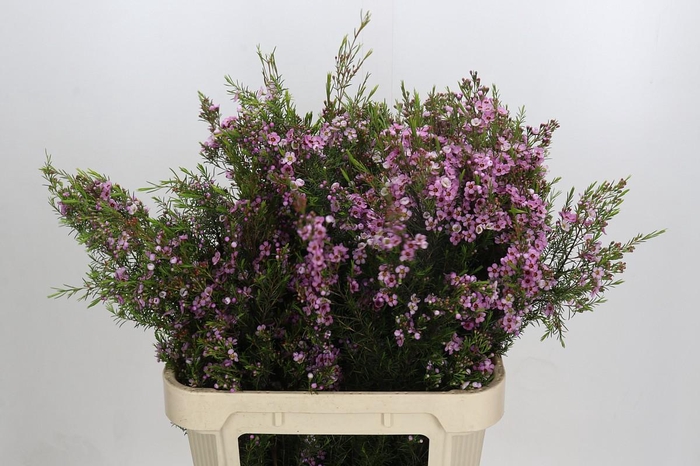 <h4>Chamelaucium Kerryn</h4>