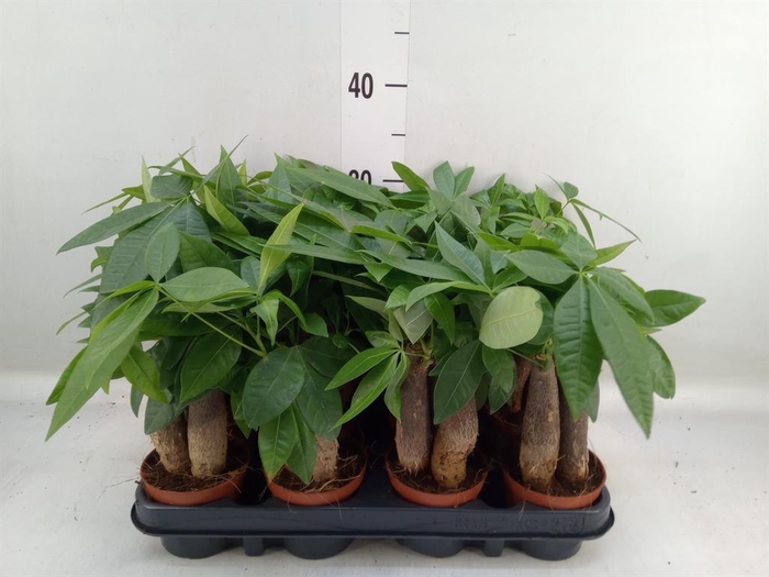 <h4>Pachira aquatica</h4>