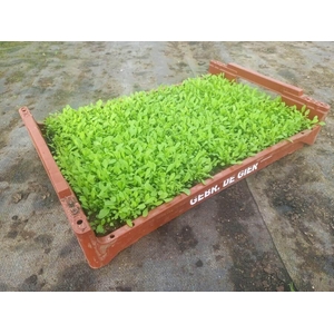 de Gier Groenteplanten 014 Bladgewas Rucola - 140 planten