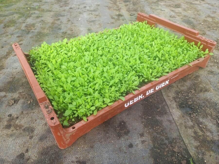 <h4>de Gier Groenteplanten 014 Bladgewas Rucola - 140 planten</h4>