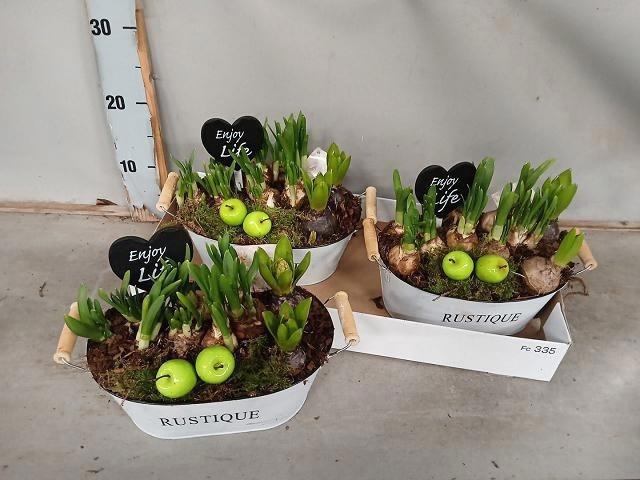 arr8 Arr Bol Knol In Zinken Hengsel Bak Ovaal