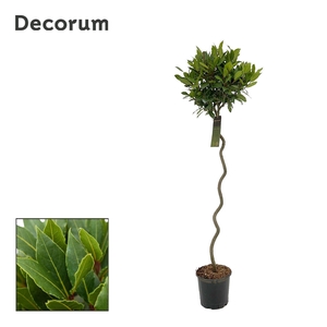 Laurus nobilis Spiraal stam