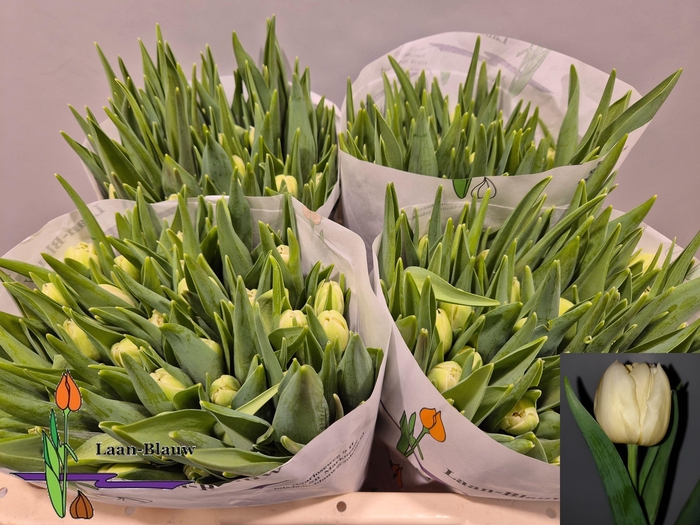 <h4>TU DU VERONA</h4>