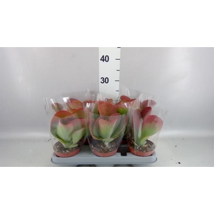 Kalanchoe NF thyrsiflora 'Red Lips'