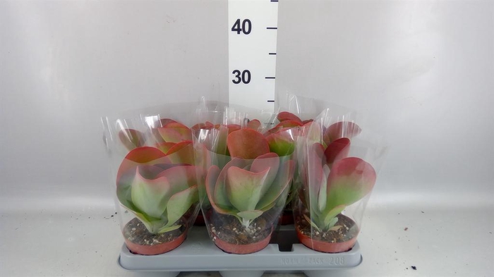 <h4>Kalanchoe NF thyrsiflora 'Red Lips'</h4>