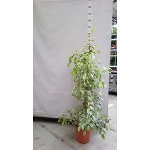 Ficus benja. 'Golden King'