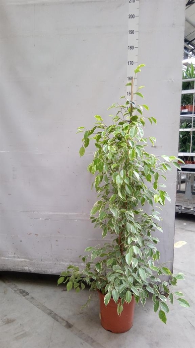 <h4>Ficus benja. 'Golden King'</h4>
