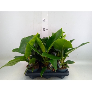Philodendron  'Imperial Green'