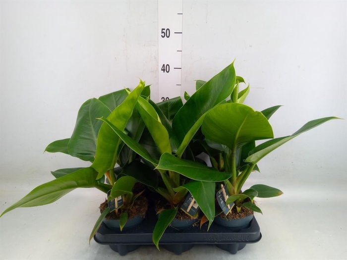 <h4>Philodendron  'Imperial Green'</h4>