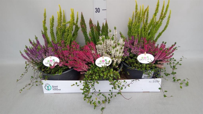 <h4>Calluna vulg. ...</h4>