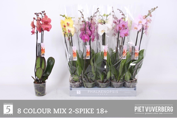 <h4>PHAL GEM 8 KL</h4>