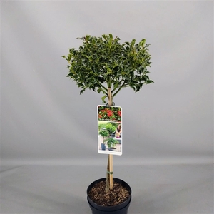 Ilex aquif. 'Alaska' C3