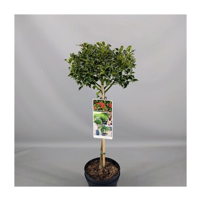 <h4>Ilex aquif. 'Alaska' C3</h4>