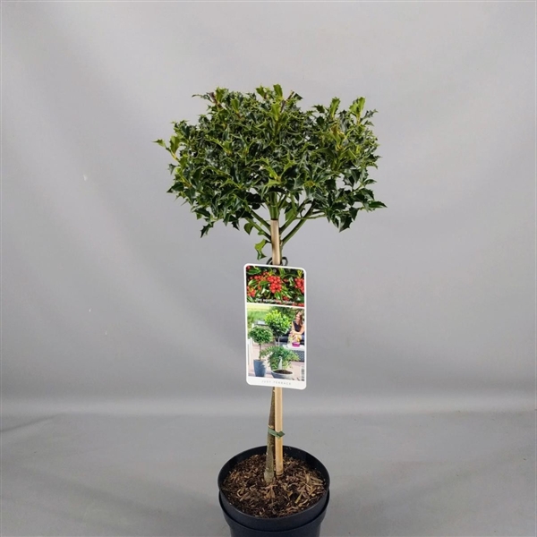 Ilex aquif. 'Alaska' C3