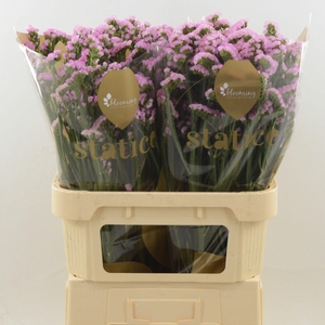 Statice Pretty Wings | Heavy Quality