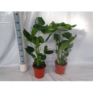 MONSTERA DELICIOSA