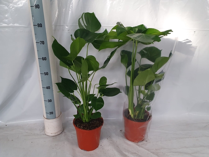 <h4>MONSTERA DELICIOSA</h4>