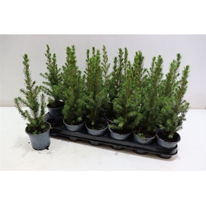 Picea Gl Conica