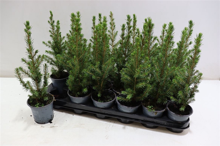 <h4>Picea Gl Conica</h4>