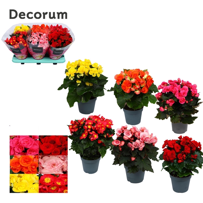 <h4>Begonia Gemengd ''Exclusive Mix'' Decorum</h4>