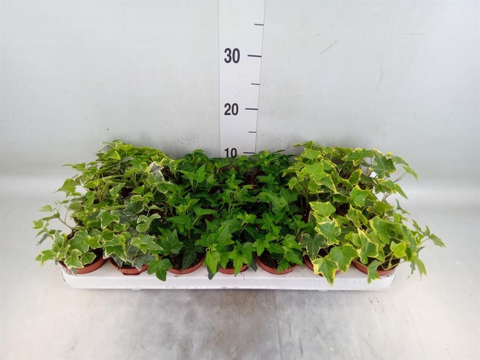 <h4>Hedera   ...mix</h4>