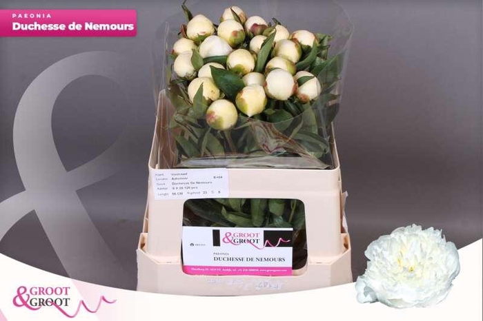 <h4>Paeonia Duchesse De Nemours</h4>