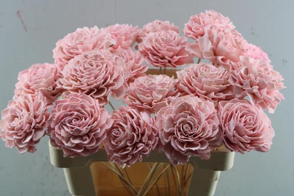 <h4>Droog Dhalia Licht Rose 10 Cm</h4>